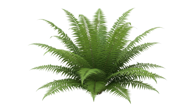 Lush green fern with delicate leaves, perfect for adding a touch of nature to any design project or creative endeavor