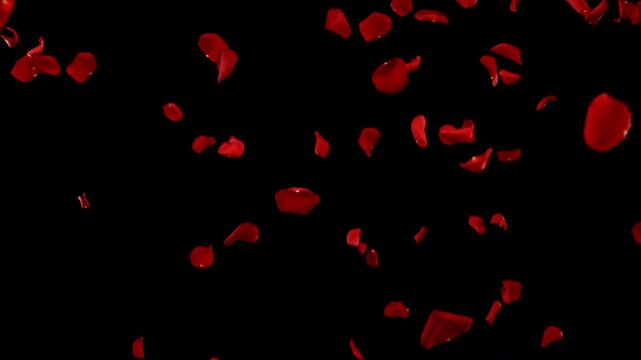 Super slow motion of falling rose petals on clear black background . Filmed on high speed cinema camera at 1000 fps