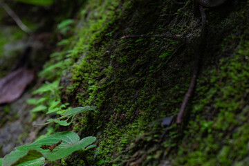 Mossy forest floor exploration lush greenery nature photography rainforest environment close-up view natural beauty concept for seo impact