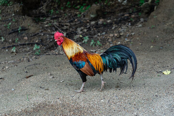 Vibrant rooster struts through lush forest floor wildlife photography tropical environment close-up perspective nature's beauty