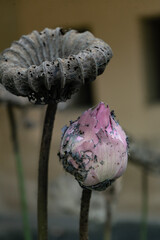 Blooming lotus and dry seed pod tranquil garden nature photography serene environment close-up view beauty of life