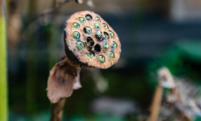 Lotus seed pod close-up botanical garden nature photography tranquil environment macro view botanical beauty