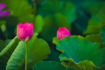 Lotus Coloring Creativity, Lotus Blossom Close-up, Beauty of Nature