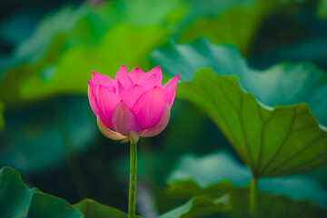 Obraz premium Lotus Coloring Creativity, Lotus Blossom Close-up, Beauty of Nature