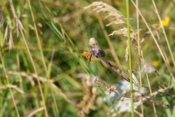 Small skipper (Thymelicus sylvestris) perched on a pink flower in Zurich, Switzerland