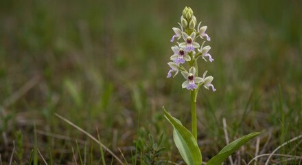 Fototapeta premium A vibrant orchid with white and purple flowers, stands tall in a grassy field