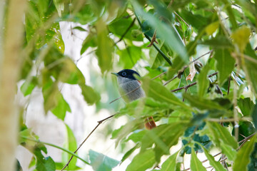 Tchitrec des Mascareignes / Terpsiphone de Bourbon /Gobe-mouche de paradis de la Réunion / Oiseau la Vierge / Terpsiphone bourbonnensis