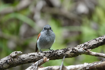 Tchitrec des Mascareignes / Terpsiphone de Bourbon /Gobe-mouche de paradis de la Réunion / Oiseau la Vierge / Terpsiphone bourbonnensis