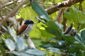 Tchitrec des Mascareignes / Terpsiphone de Bourbon /Gobe-mouche de paradis de la Réunion / Oiseau la Vierge / Terpsiphone bourbonnensis