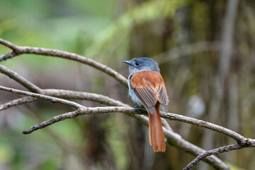 Tchitrec des Mascareignes / Terpsiphone de Bourbon /Gobe-mouche de paradis de la Réunion / Oiseau la Vierge / Terpsiphone bourbonnensis
