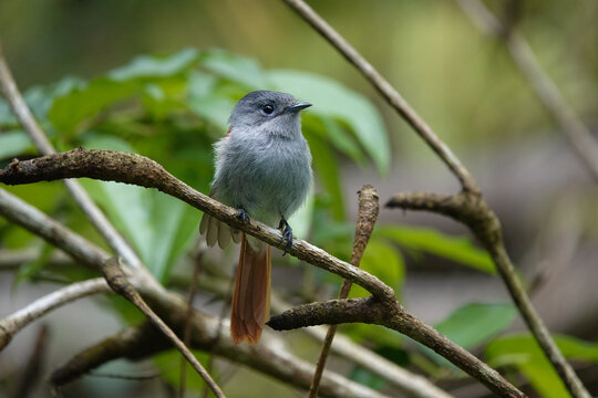 Tchitrec des Mascareignes / Terpsiphone de Bourbon /Gobe-mouche de paradis de la R&eacute;union / Oiseau la Vierge / Terpsiphone&nbsp;bourbonnensis