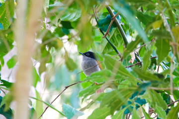 Tchitrec des Mascareignes / Terpsiphone de Bourbon /Gobe-mouche de paradis de la Réunion / Oiseau la Vierge / Terpsiphone bourbonnensis