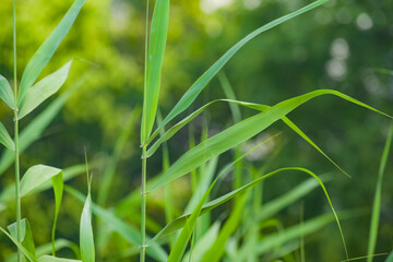 The botanical garden has green vegetation with various leaves, flowers, and wild fruits. Showcasing the beauty of nature