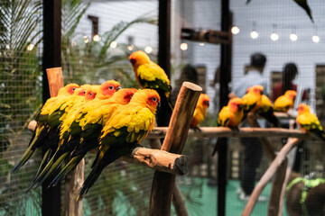 Colorful parrots in tropical aviary urban zoo wildlife photography indoor habitat close-up view nature conservation awareness