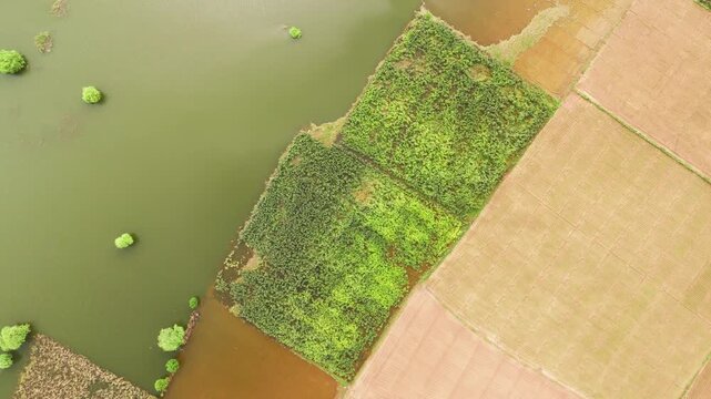 Aerial top-down view showing farmland partially flooded by lake water, highlighting crop damage and the challenges farmers face during heavy water overflow. 