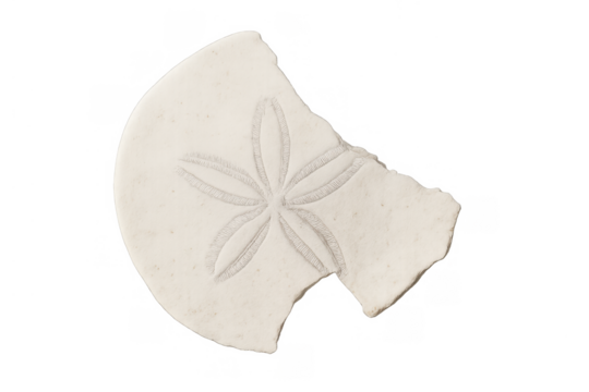 Broken sand dollar fragment displaying detailed flower pattern, washed ashore, marine life debris, transparent background - Powered by Adobe