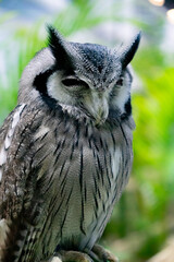Majestic owl encounter wildlife sanctuary animal photography lush green environment close-up view nature's beauty revealed