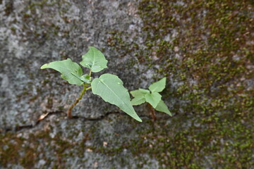 Green mossy wall surface is split by a deep crack, from which small, resilient green Ficus religiosa plants sprout. Image capture nature's persistence. bodhi, peepal, peepal or ashwattha tree.