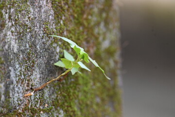 Green mossy wall surface is split by a deep crack, from which small, resilient green Ficus religiosa plants sprout. Image capture nature's persistence. bodhi, peepal, peepal or ashwattha tree.