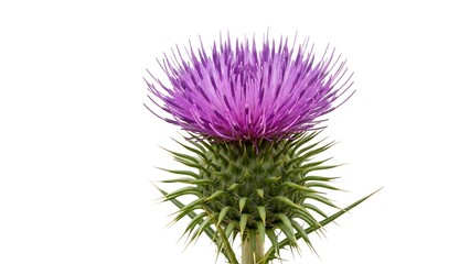 Close-up of a vibrant purple thistle flower against white background.