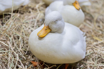 Duck napping in cozy hay nest farm environment animal photography tranquil setting close-up view wildlife concept for seo impact