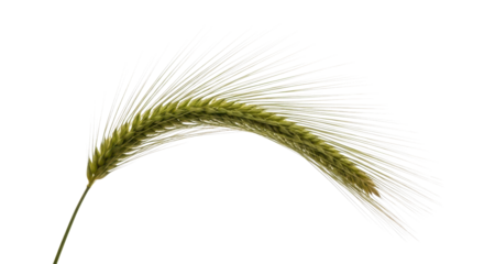 Golden wheat spikelet against a dark backdrop, representing harvest, agriculture, and natural beauty elegantly