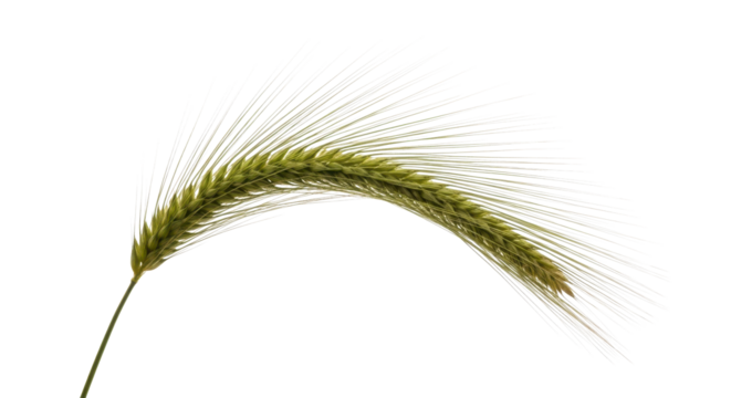 Golden wheat spikelet against a dark backdrop, representing harvest, agriculture, and natural beauty elegantly - Powered by Adobe