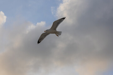 A seagull hovers above the surface of the sea during a storm. Birds and the sea. A storm at sea and inclement weather. Waterfowl fly over the surface of the sea.