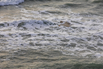A seagull hovers above the surface of the sea during a storm. Birds and the sea. A storm at sea and inclement weather. Waterfowl fly over the surface of the sea.
