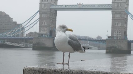 A seagull standing on a ledge with Tower Bridge in the background.