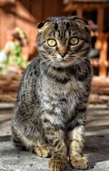 Girls,cat