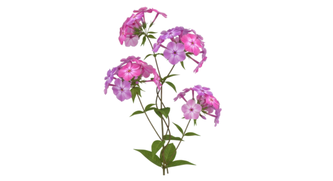 Elegant phlox flowers bloom in shades of pink and violet for spring bouquets and floral designs, inviting nature