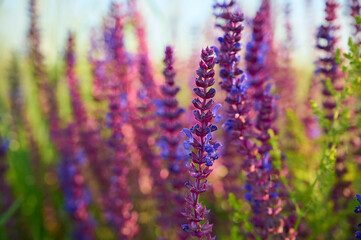 Purple sage flowers blooms in the summer meadow.