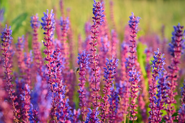 Fototapeta premium Purple sage flowers blooms in the summer meadow.