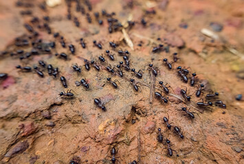 Ants working together in their natural habitat forest floor macro photography close-up nature's organization and cooperation