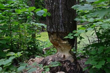 Tree trunk severely gnawed by beaver in a lush forest environment