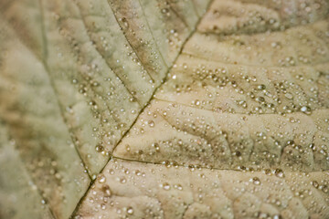 Close-up of a pale beige or light yellow leaf showing its subtle texture and structure, covered with small water droplets. Natural lighting enhances the surface details.