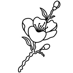 Elegant cherry blossom line art illustration. Minimalist Japan floral design. Simple hand drawn cherry blossom flower for invitation, tattoo, logo, print, decorative, botanical design.