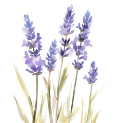 Fototapeta premium Watercolor_style_painting_of_hand_painted_lavender_on_a_white, Simple Hand-painted watercolor style, vectorized, painting style, vector set available in EPS
