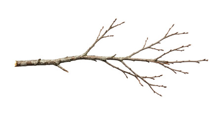 Obraz premium Bare Tree Branch with No Leaves in Winter 2.