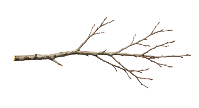 Bare Tree Branch with No Leaves in Winter 2.