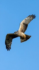 Fototapeta premium A bird of prey soars in flight, wings spread wide against a vibrant, cloudless, azure sky. Its gaze is forward