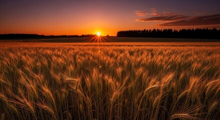 A golden wheat field at sunset with the sun setting behind the horizon.
