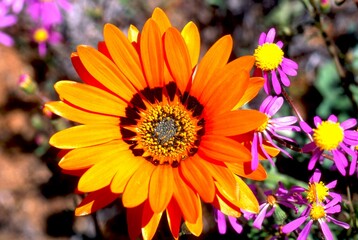 blooming desert in spring of namaqualand, south africa
