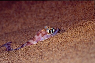Palmato gecko, Pachydactylus rangei, on dune at night 344