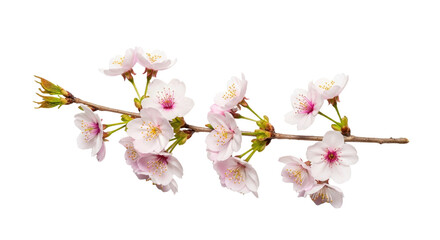 Fototapeta premium Beautiful Cherry Blossom Branch with Pink Flowers.