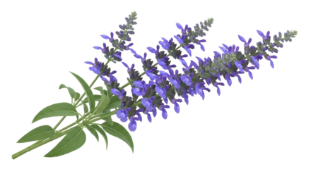Stunning purple salvia flowers with vibrant green leaves create fresh and modern floral accents or springtime designs