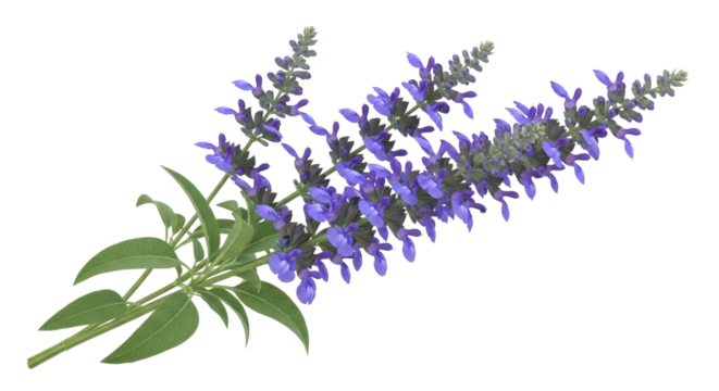Stunning purple salvia flowers with vibrant green leaves create fresh and modern floral accents or springtime designs