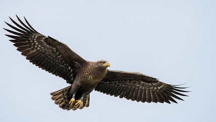 Obraz premium Majestic White-tailed Eagle Soaring Freely in the Open Sky.