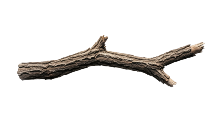 Closeup of a Dry Twisted Tree Branch.